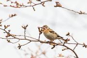 アトリ アトリの画像