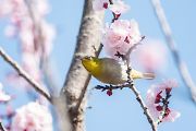 メジロ メジロの画像
