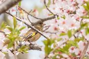 カワラヒワ カワラヒワの画像
