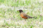 オオアカハラ オオアカハラの画像