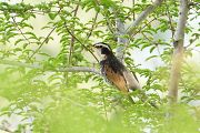 ツグミ ツグミの画像