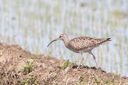 チュウシャクシギ