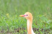 アマサギ