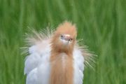 アマサギ