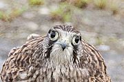 チョウゲンボウ