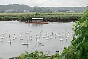 遊覧船