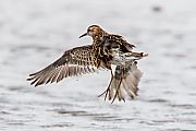 ウズラシギ