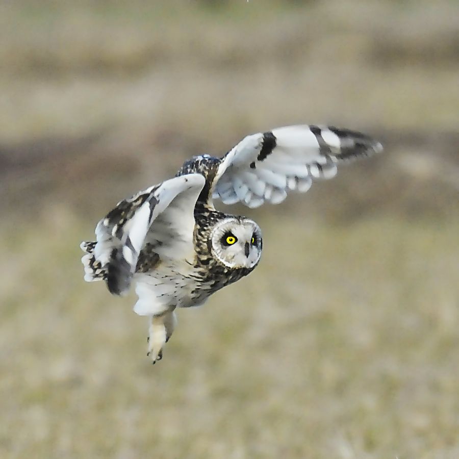 コミミズクの画像