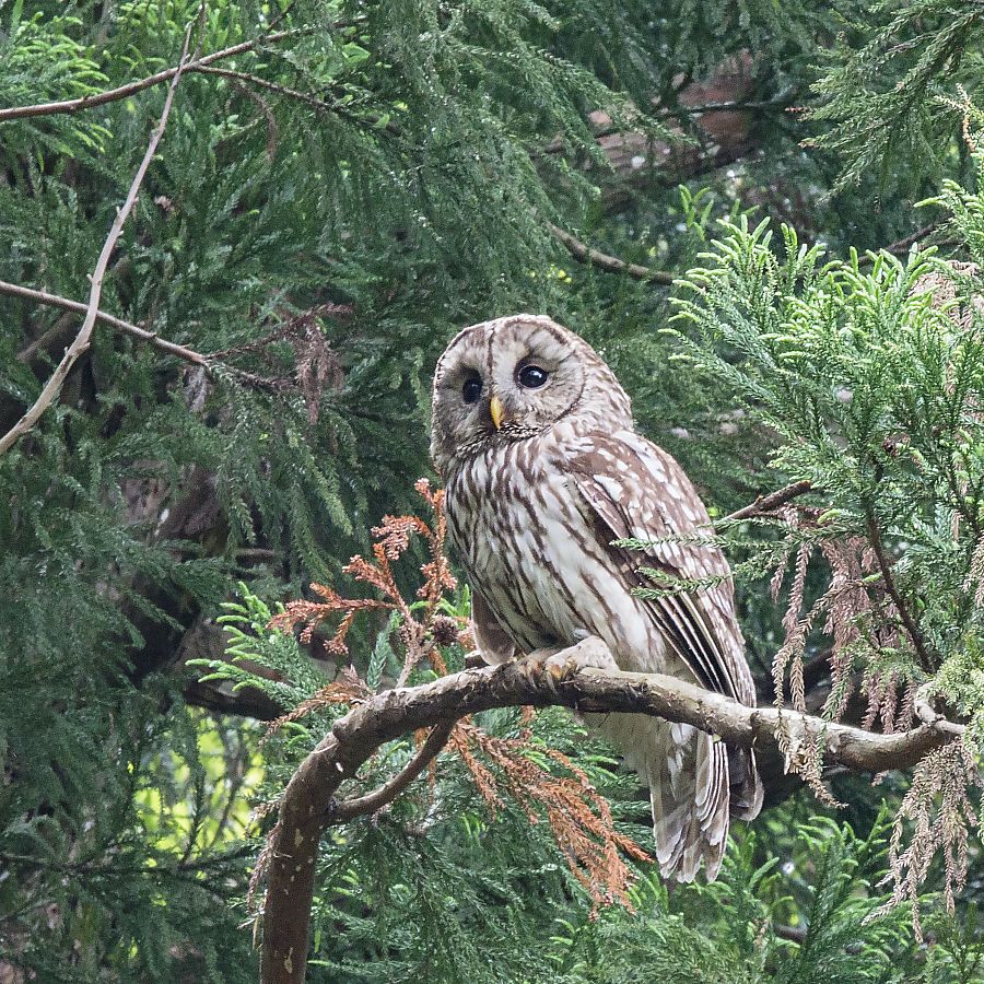 フクロウの画像