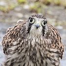 チョウゲンボウ