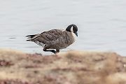 シジュウカラガン