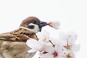 桜スズメ