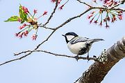 シジュウカラ