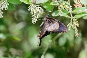 カラスアゲハ
