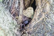 クワガタとサトキマダラヒカゲ