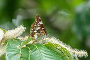 アサマイチモンジ