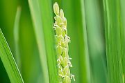 稲の花