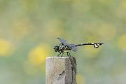 ウチワヤンマ