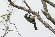 シジュウカラ