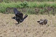 トビとハシブトガラス