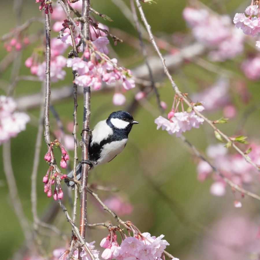 シジュウカラ