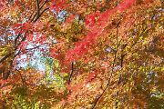 紅葉
