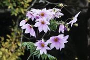 皇帝ダリア