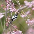 シジュウカラ