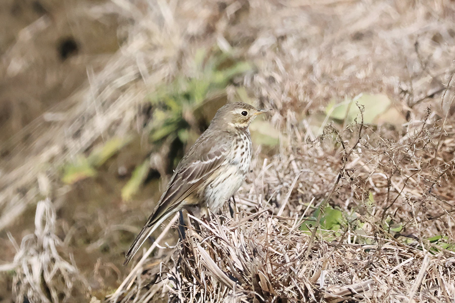 タヒバリ