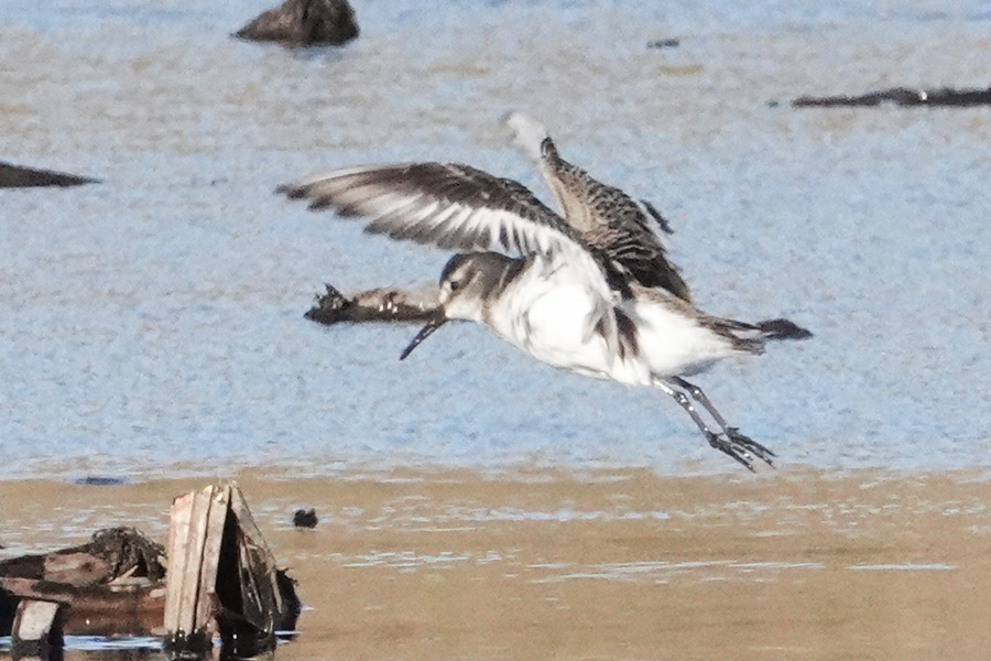 ハマシギ