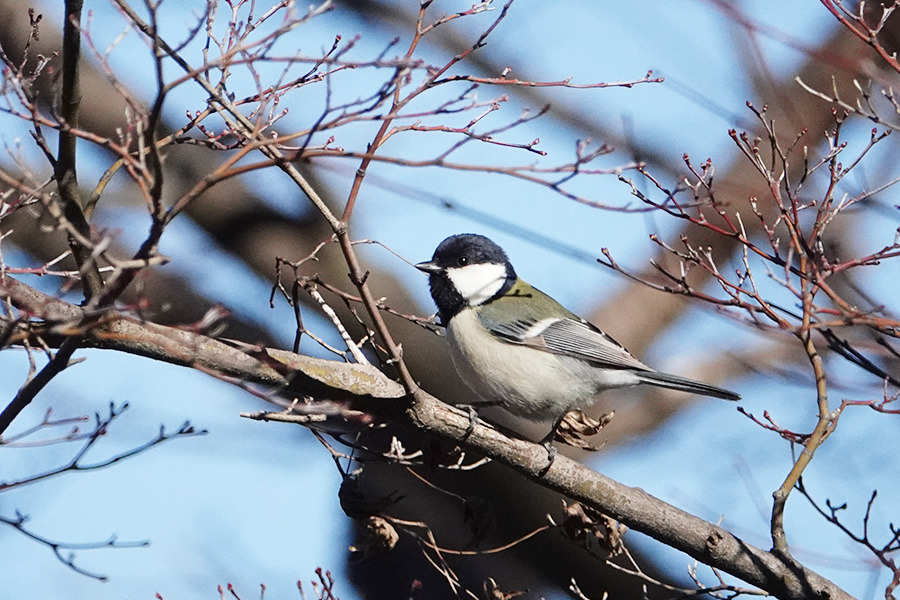 シジュウカラ