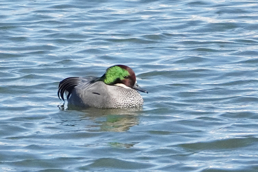 ヨシガモ