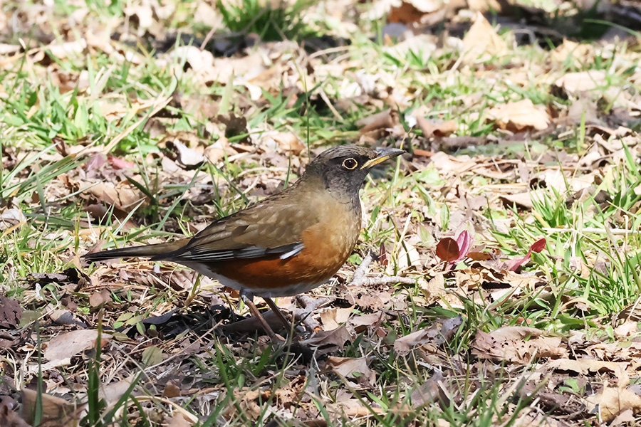 アカハラ