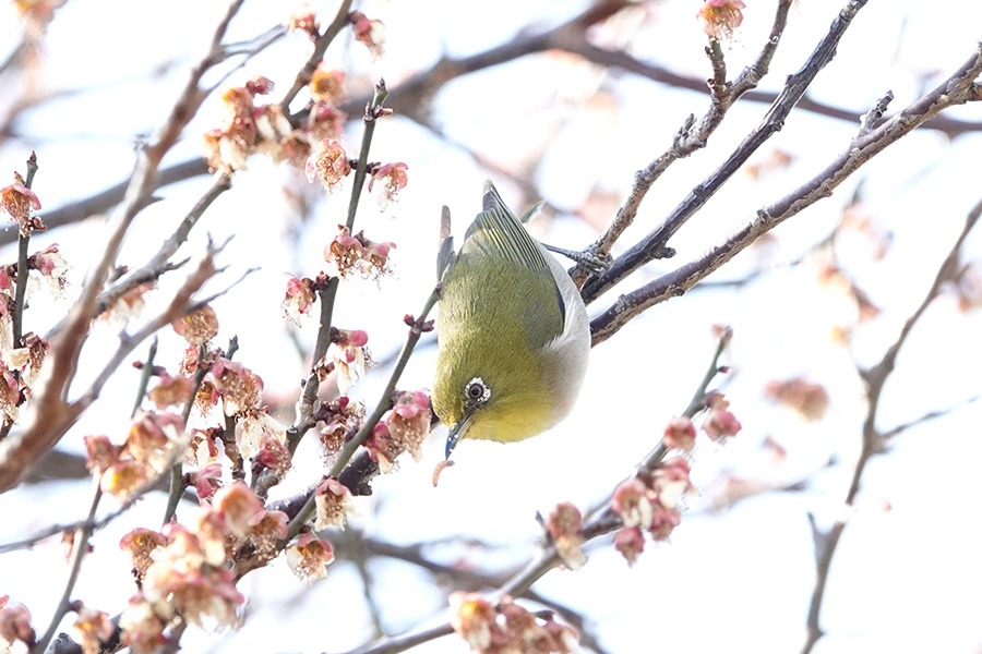 メジロ