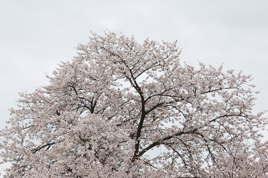 桜