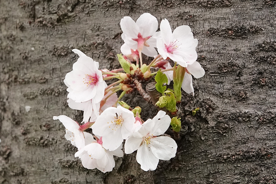桜