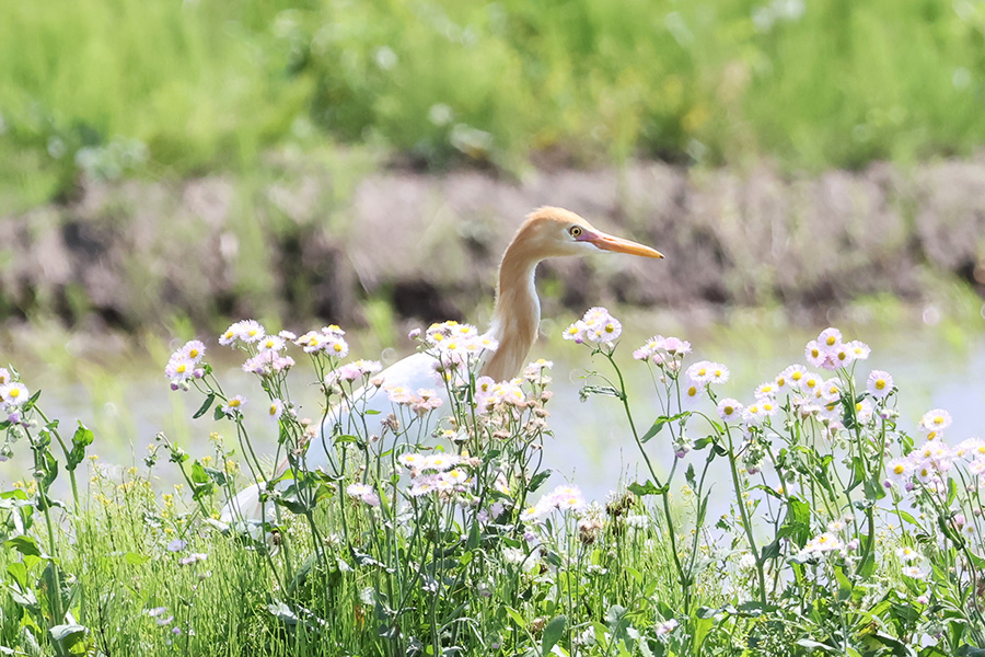 アマサギ