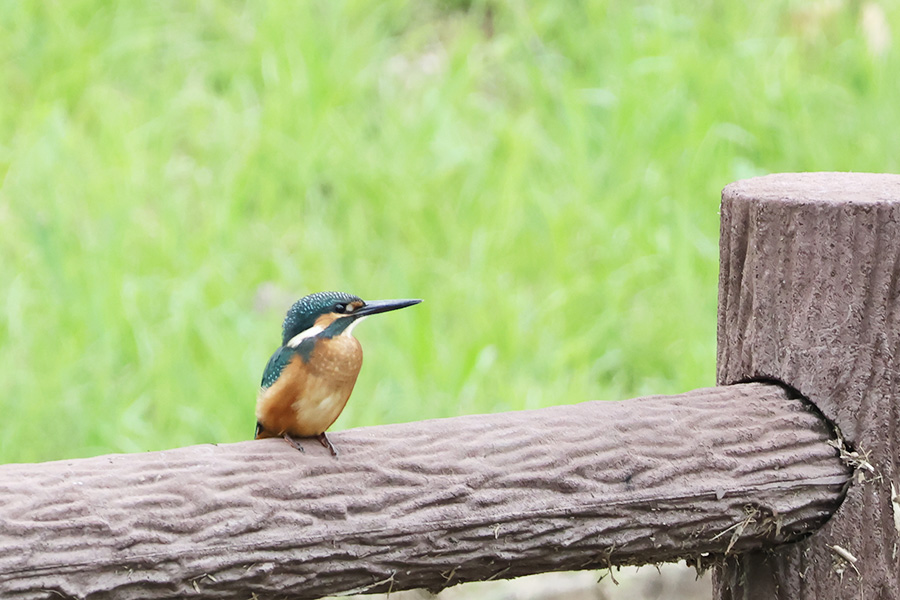 カワセミ