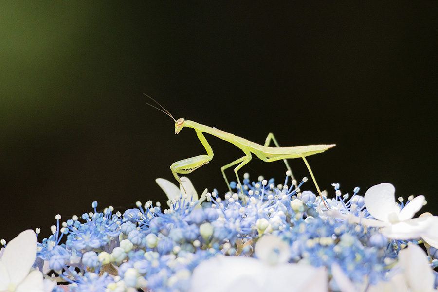カマキリ