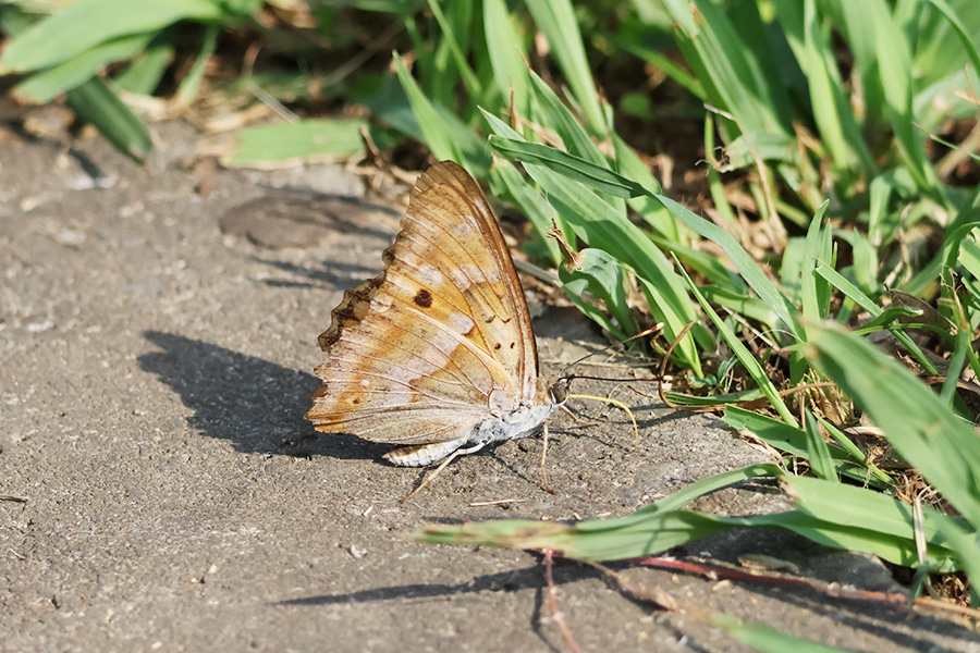 コムラサキ
