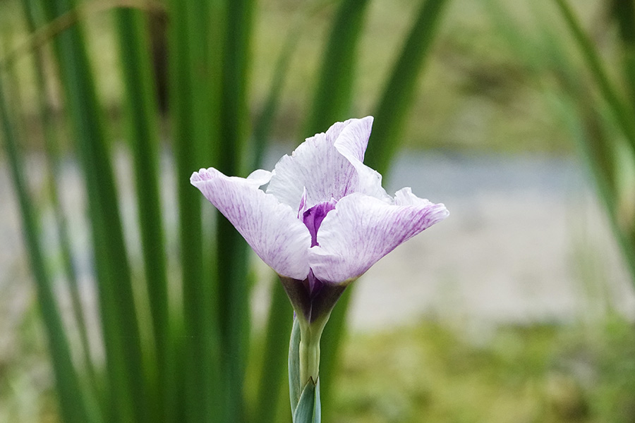 ハナショウブ