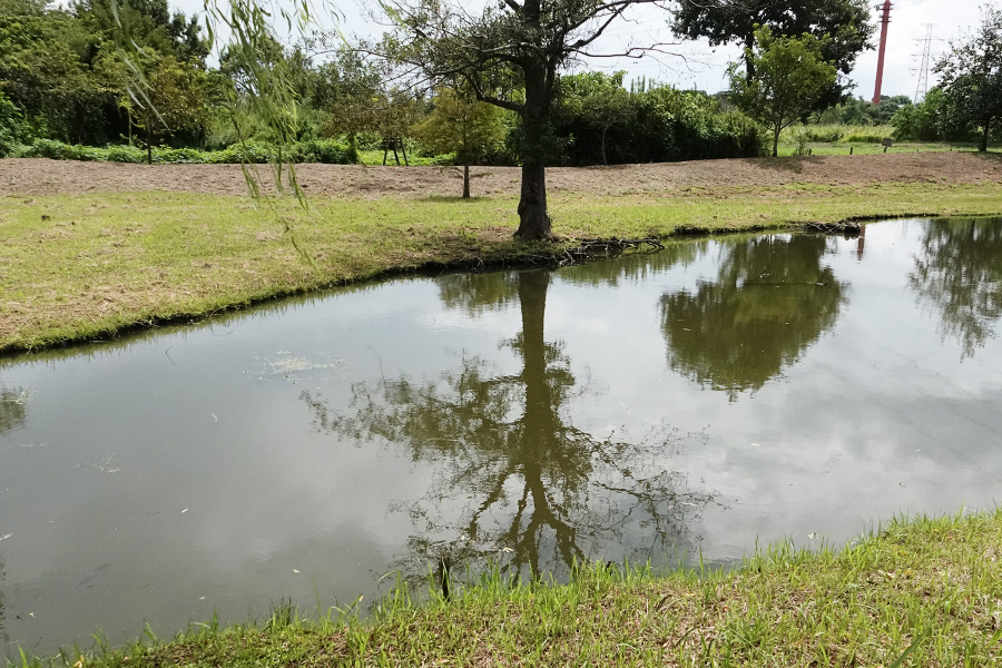 池の畔