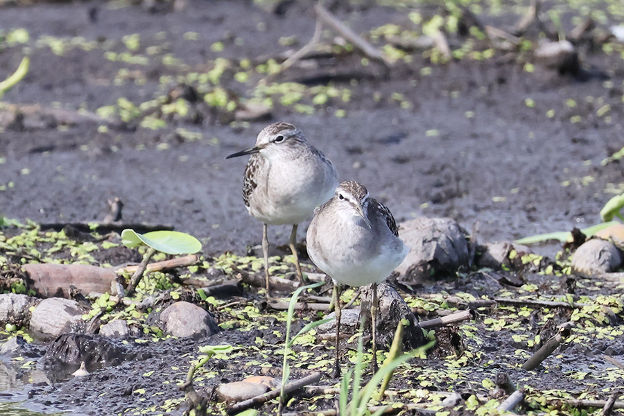 タカブシギ