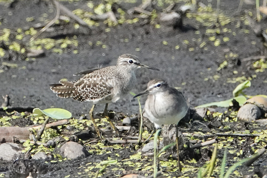 タカブシギ