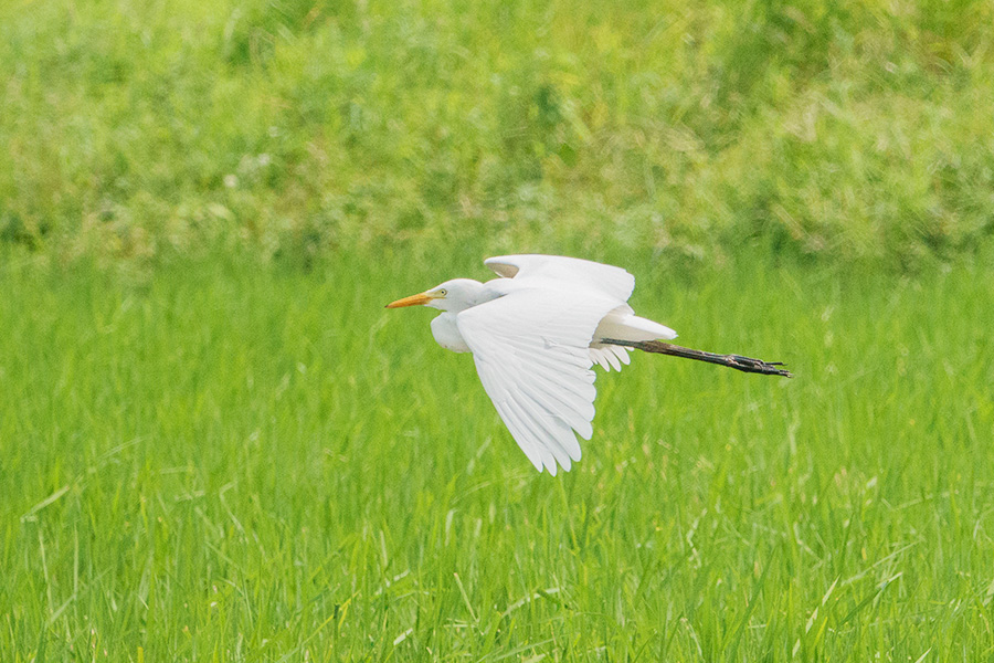 チュウサギ