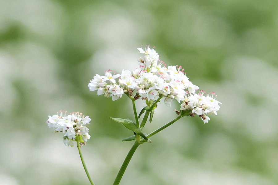 ソバの花