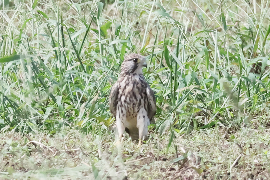 チョウゲンボウ
