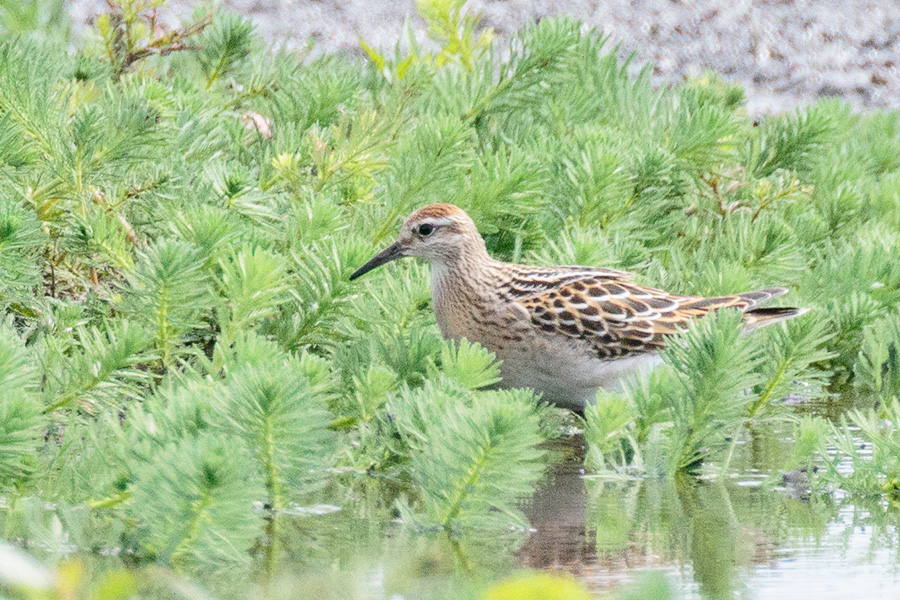 ウズラシギ