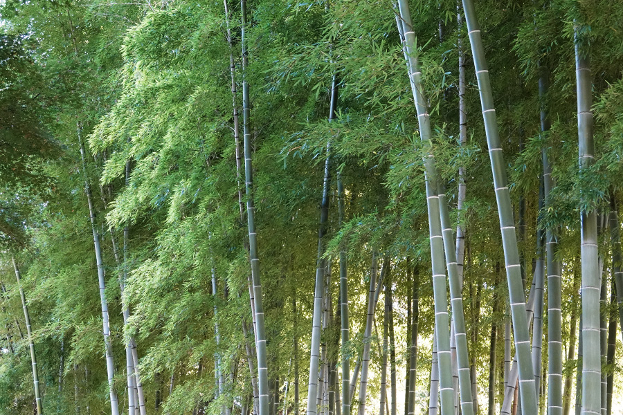 竹林