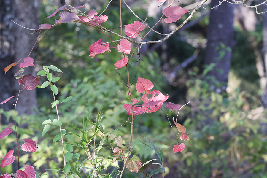 ツタの紅葉